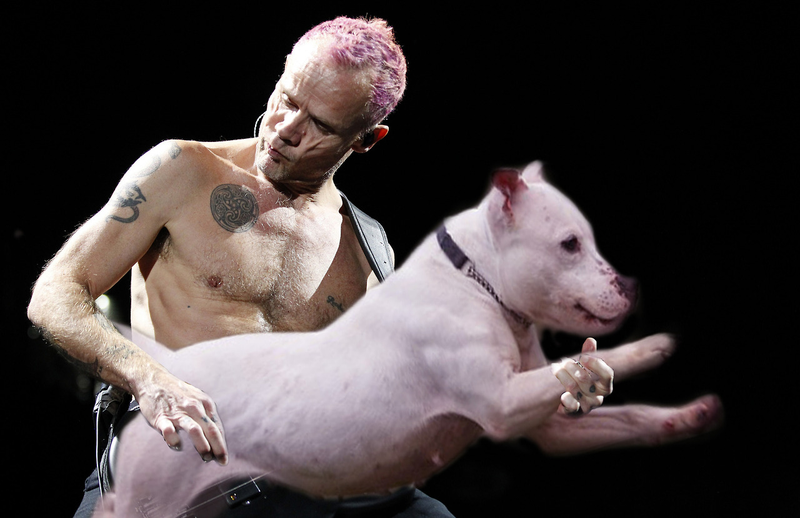 Illustration for article titled New Tumblr replaces musicians' basses with dogs, because why not?